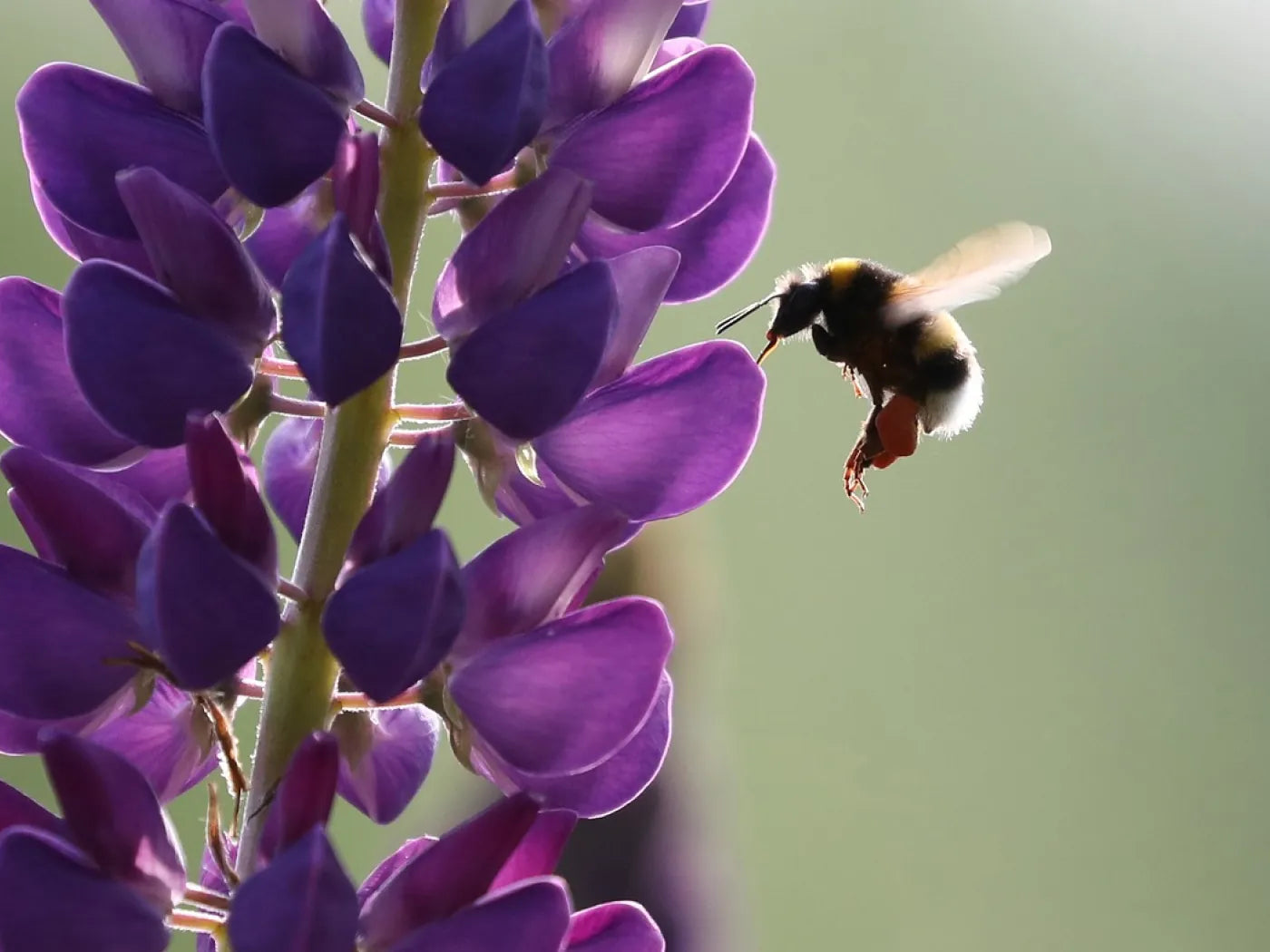 Biene vor Lupinen